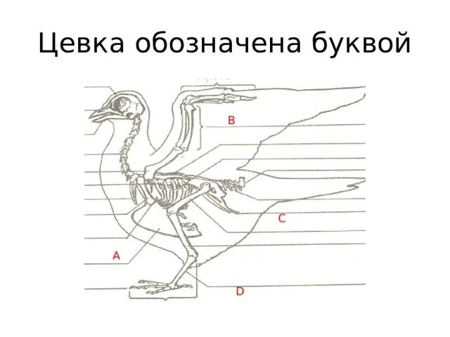 Цевка. Цевка у птиц. Скелет птицы цевка. Строение птицы цевка.