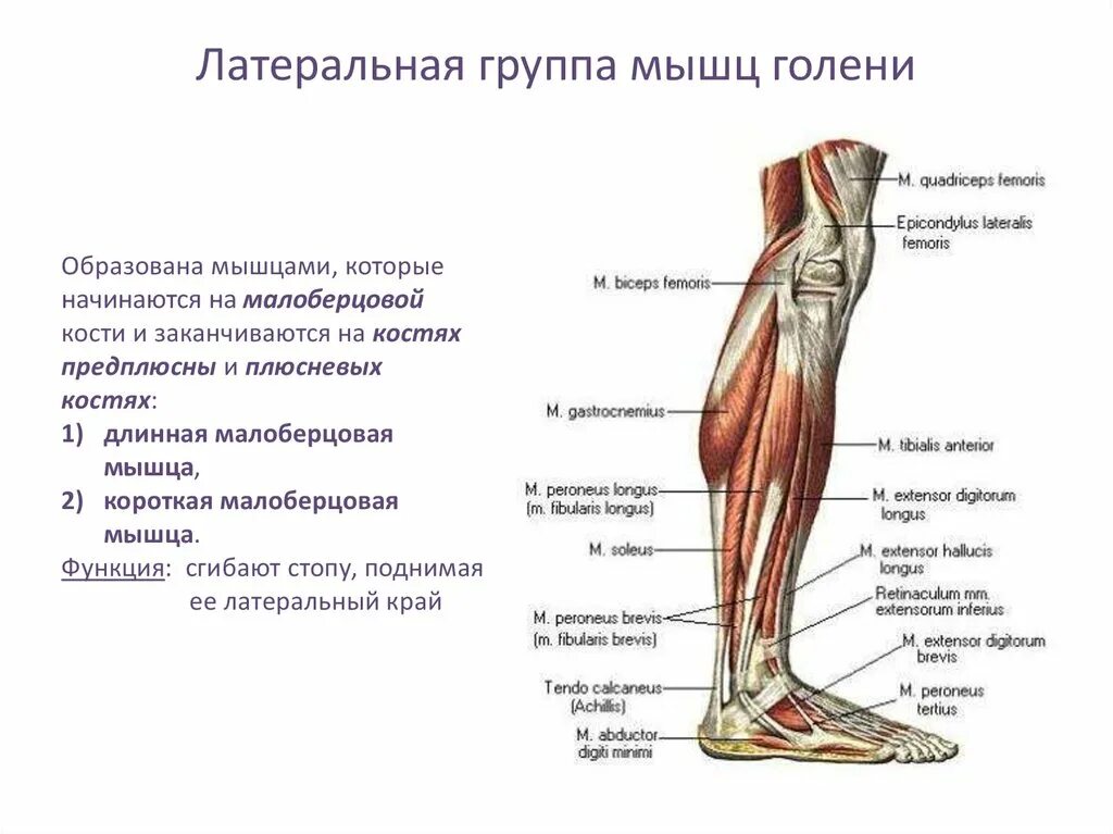 Мышцы нижней конечности вид сбоку. Мышцы голени вид спереди и сбоку. Мышцы голени и стопы правой вид сбоку. Часть ноги на б