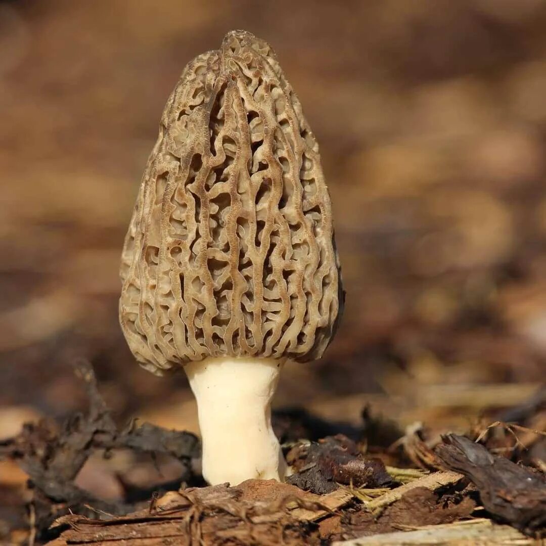 Сморчки грибы съедобные. Сморчок обыкновенный. Сморчок (Morchella). Шампиньоны, сморчки, трюфели. Как выглядит гриб сморчок фото