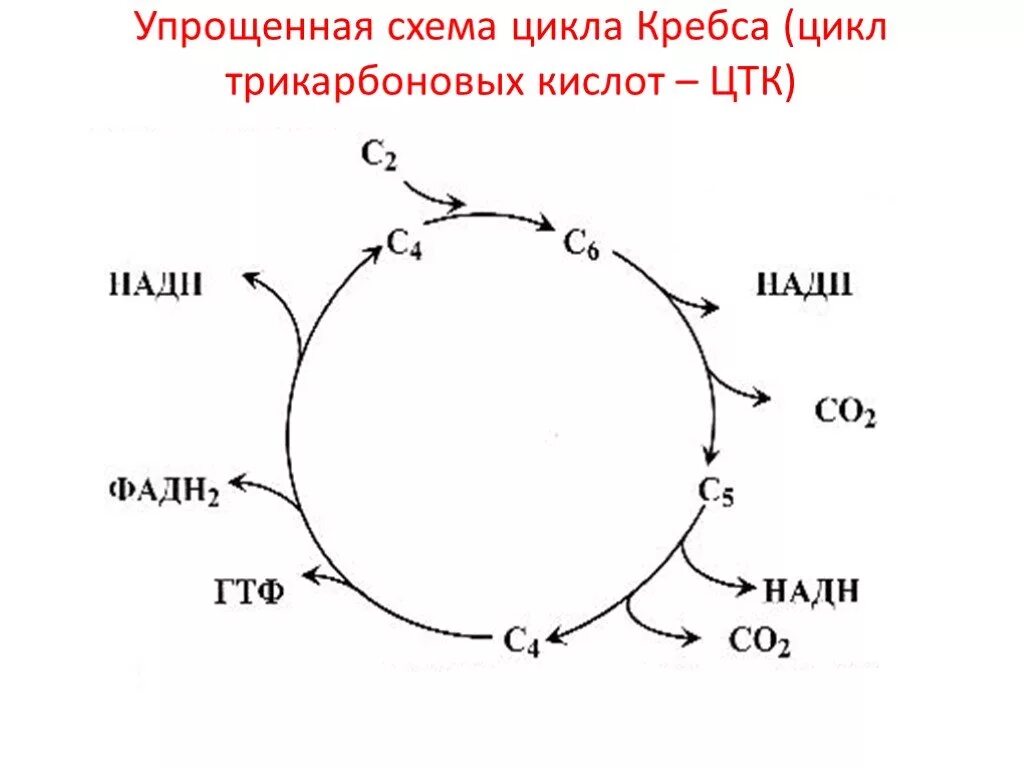 Цикл трикарбоновых кислот АТФ. Цикл трикарбоновых кислот схема. Цикл трикарбоновых кислот (ЦТК). Реакции трикарбоновых кислот.