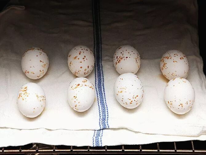 Пятна на скорлупе куриных яиц. Яйцо в крапинку скорлупа. Темные пятна на скорлупе куриных яиц. На скорлупе куриного яйца крапинки.