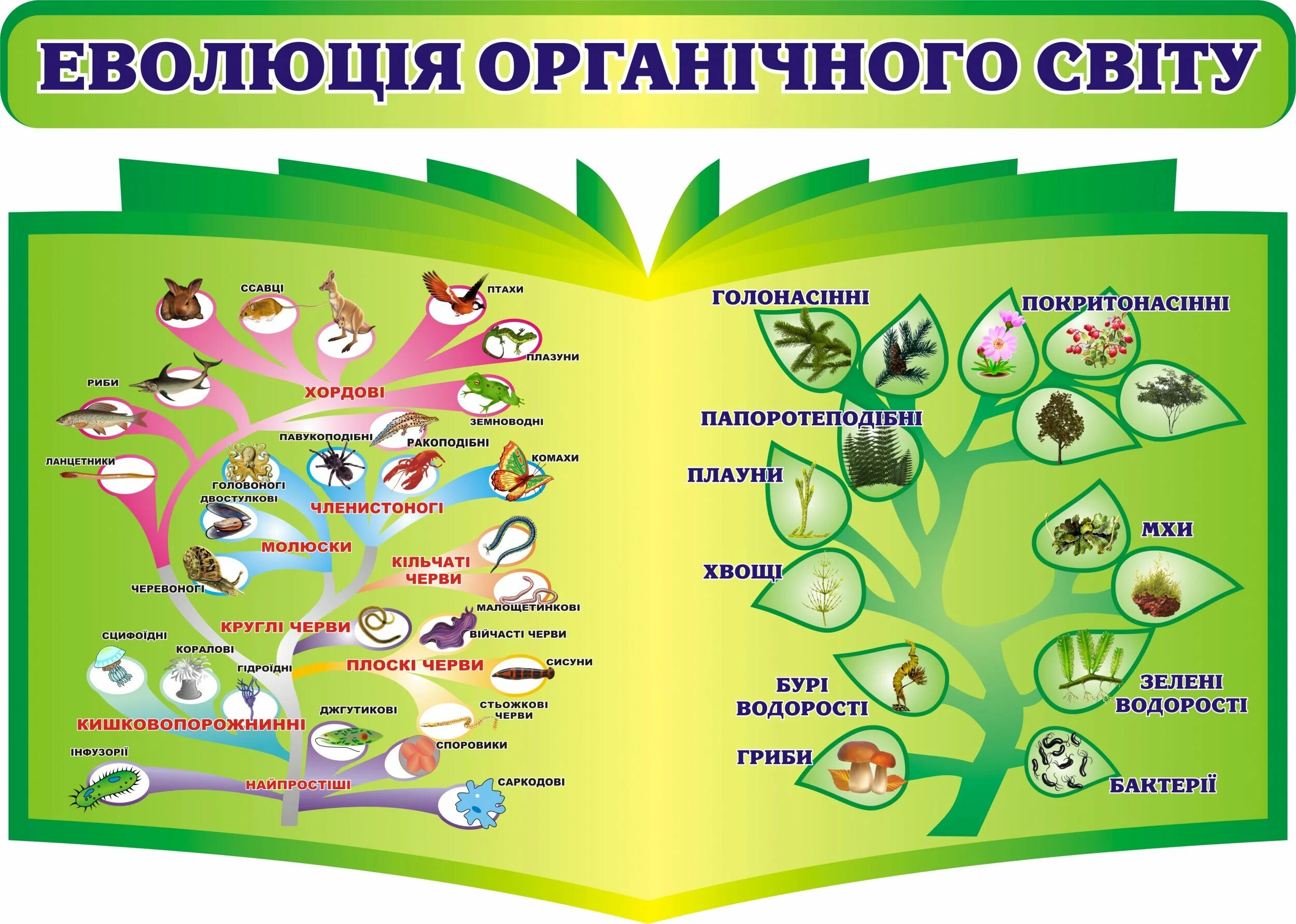 Урок в классе по биологии фгос. Стенды для кабинета биологии. Стенд по биологии в школе. Плакаты для кабинета биологии. Материал для стенда в кабинет биологии.