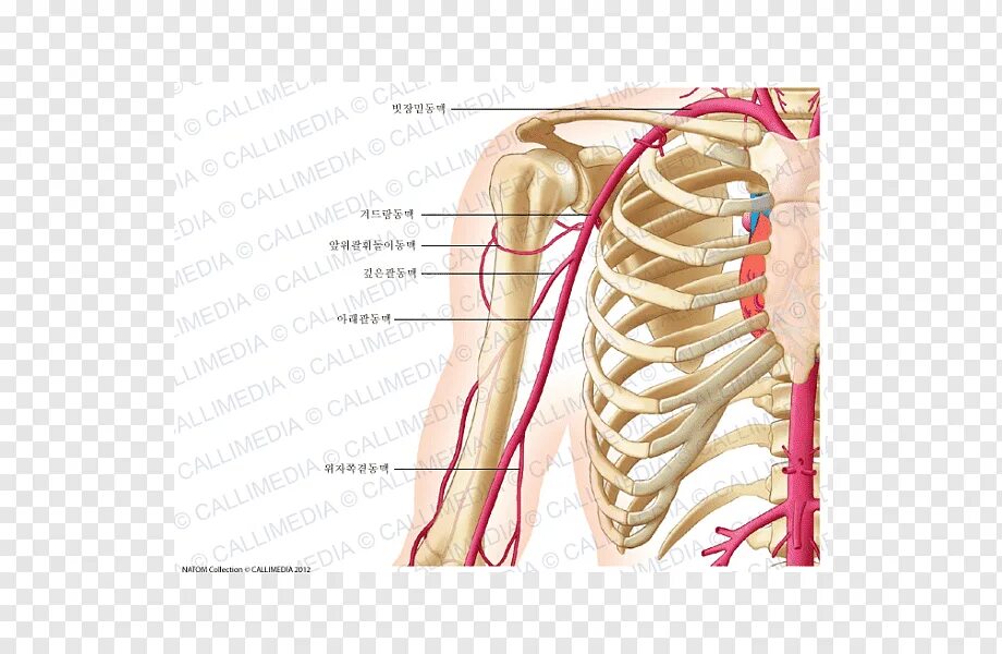 A circumflexa scapulae
