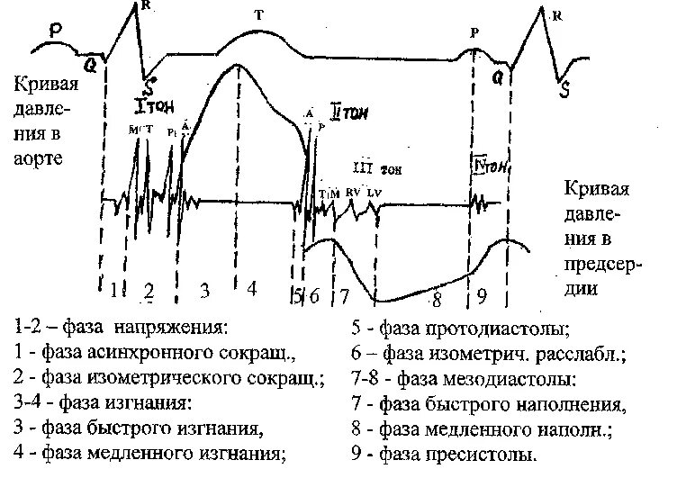 Тоны сердечного цикла. Фазы сердечного цикла на экг. фазовая структура сердечного цикла на экг. фазы сердечного цикла на кардиограмме. схема сердечного цикла экг.