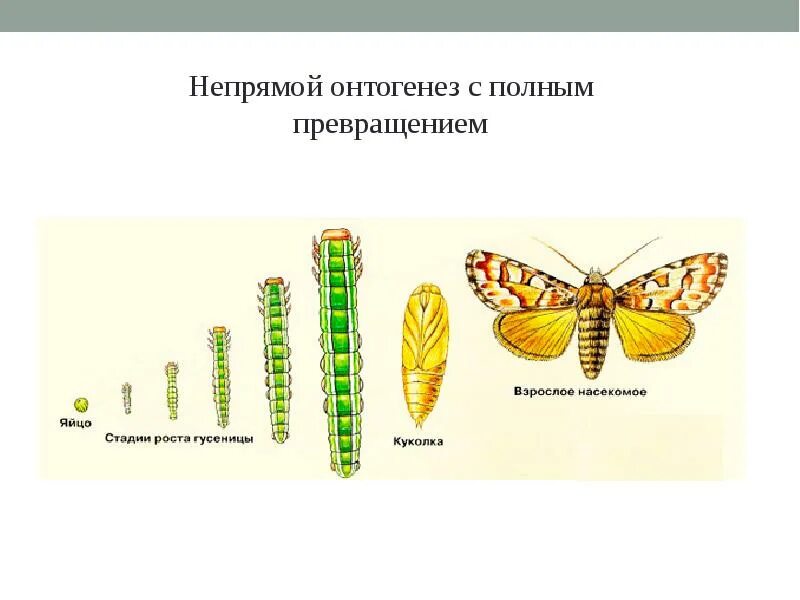 Типы онтогенеза таблица. Непрямой тип онтогенеза. Типы онтогенеза непрямое развитие. Характеристика онтогенеза. Непрямой тип онтогенеза.