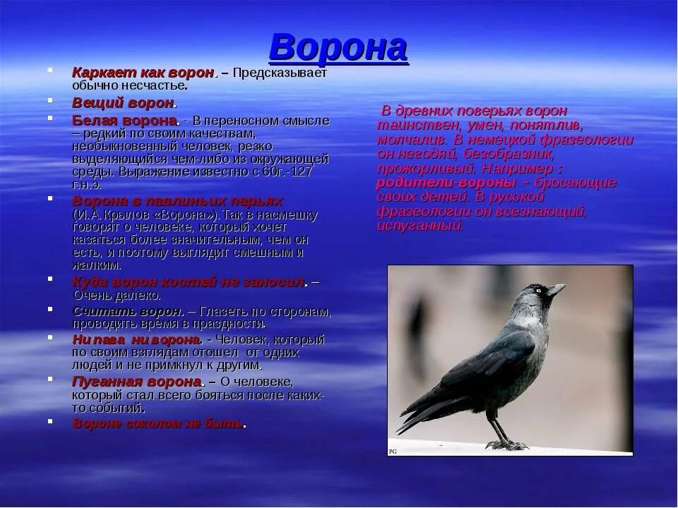 Ворона краткое описание. Описание вороны. Ворона доклад. Ворона каркает. Подобрать слово ворона