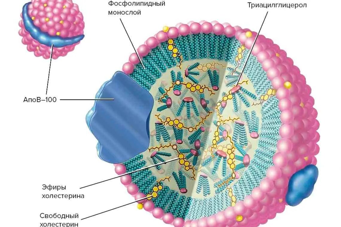Липопротеины высокой плотности ЛПВП строение. Липопротеины высокой плотности строение. Абеталипопротеинемия. Структура ЛПНП.