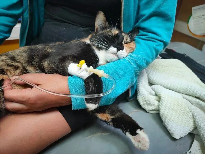 панлейкопения (кошачья чума). катетер для котов для капельницы. катетер для кошки для капельницы. стационар для кошек. капельница для людей и животных одинаковые.