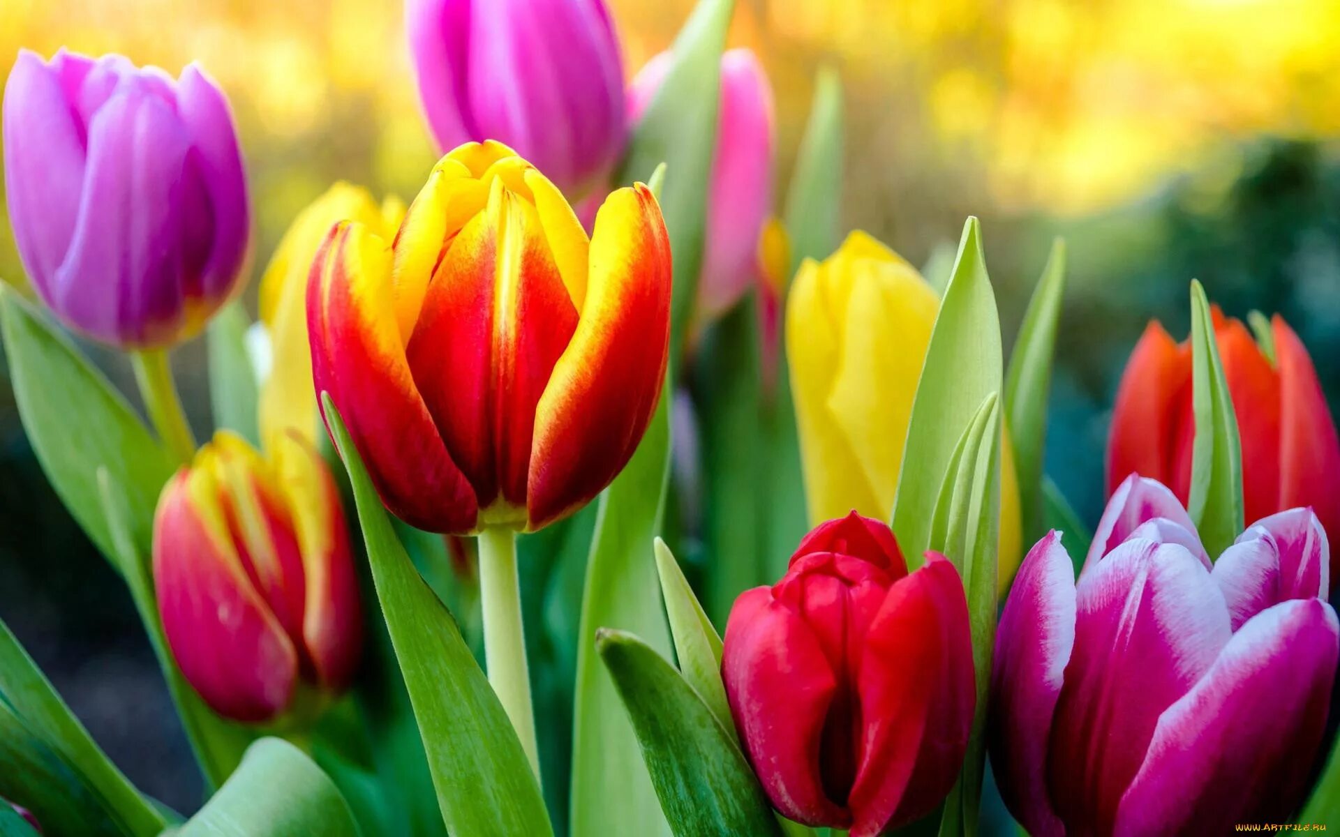 Тюльпаны картинки хорошего качества. Тюльпаны разноцветные. Яркие тюльпаны. Весенние цветы тюльпаны.