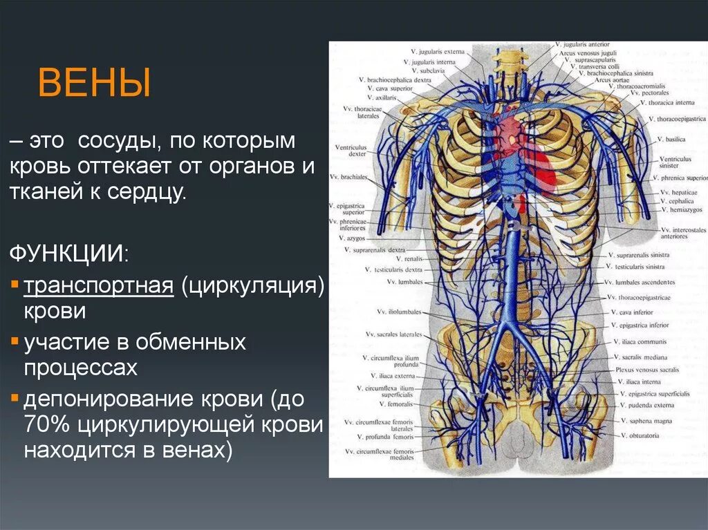 Плечеголовная Вена анатомия. Безымянная Вена анатомия. Венозная система человека анатомия. Вены анатомия кратко. Артерии и вены определение