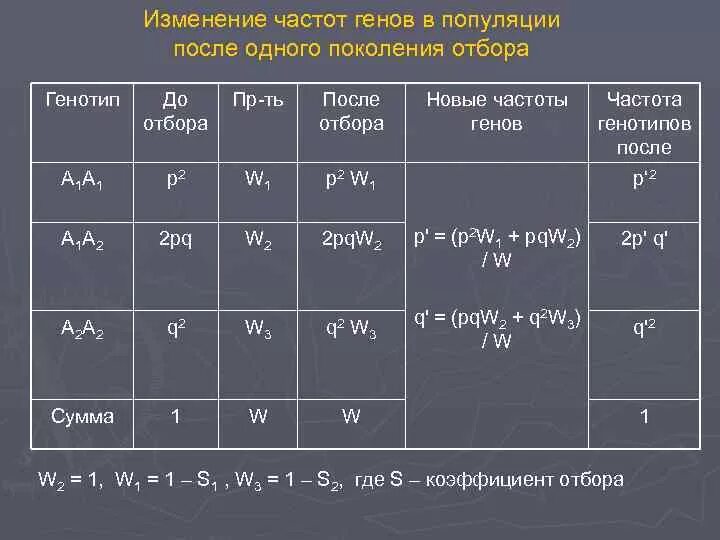 Частота генов. Частоты генов в популяции. Частоты аллелей и генотипов. Частота Гена в популяции.