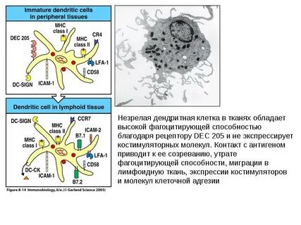 Роль дендритных клеток