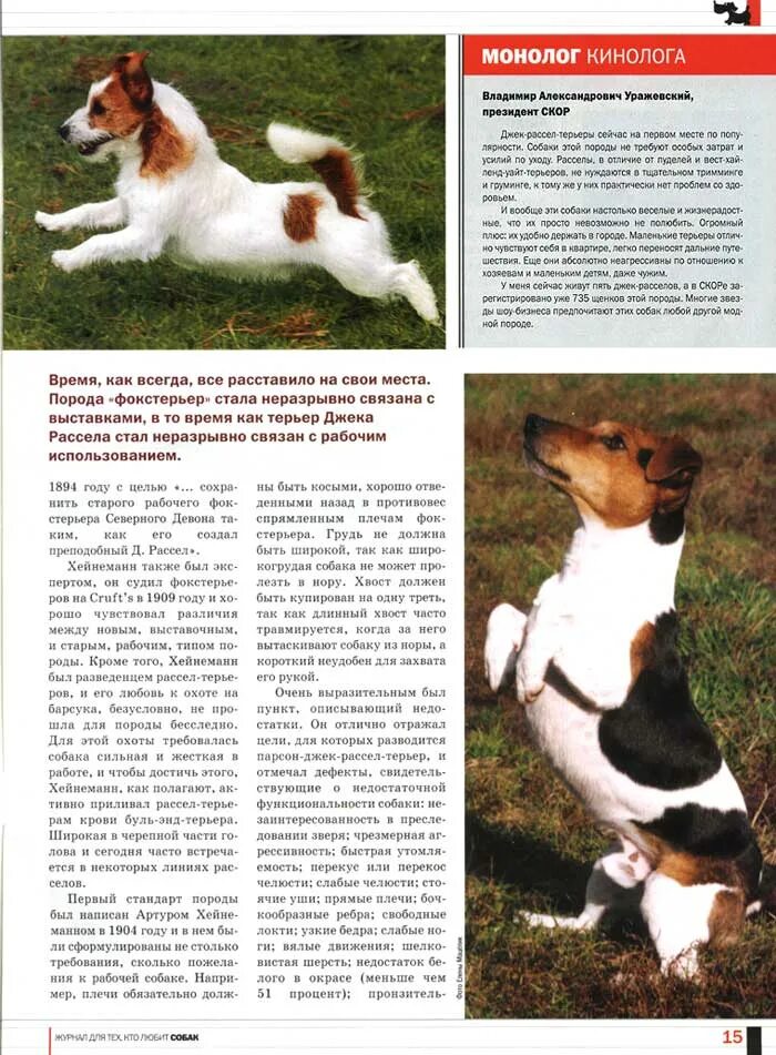 Рассел как ухаживать. Щенок джек рассел стандарт породы. стандарты породы джек рассел терьер щенки. первый стандарт породы джек рассел терьера. рассказ о породе собак джек рассел терьер.