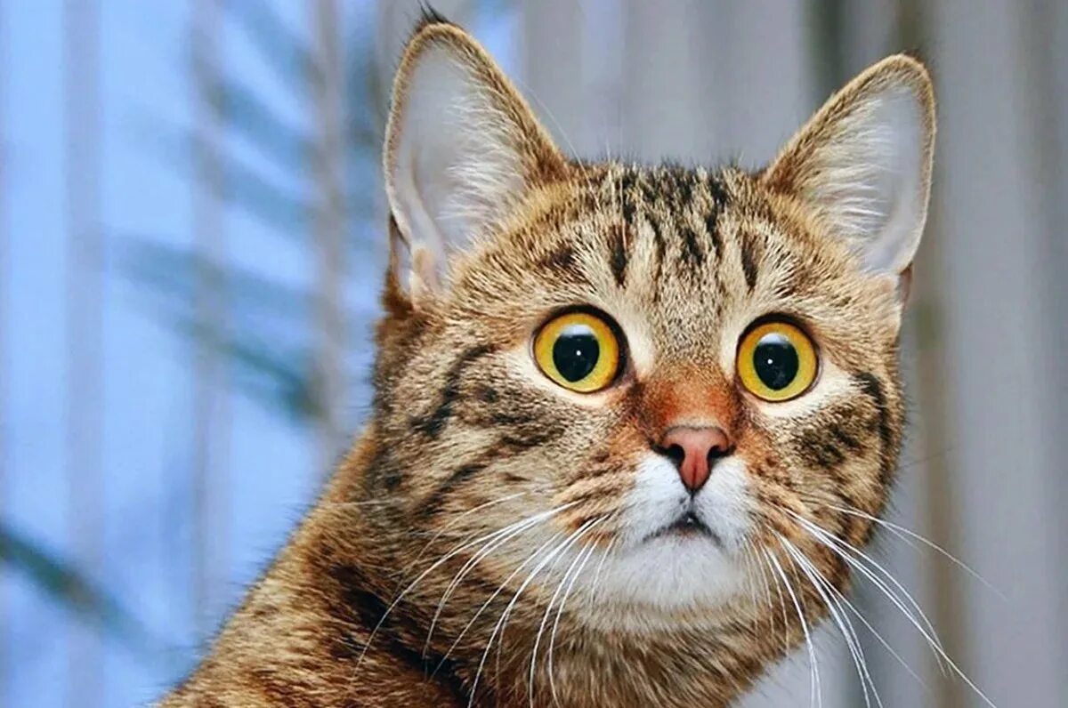 кот в недоумении. удивил картинки смешные. удивленный кот. европейская короткошерстная кошка бенгал. офигевший кот.