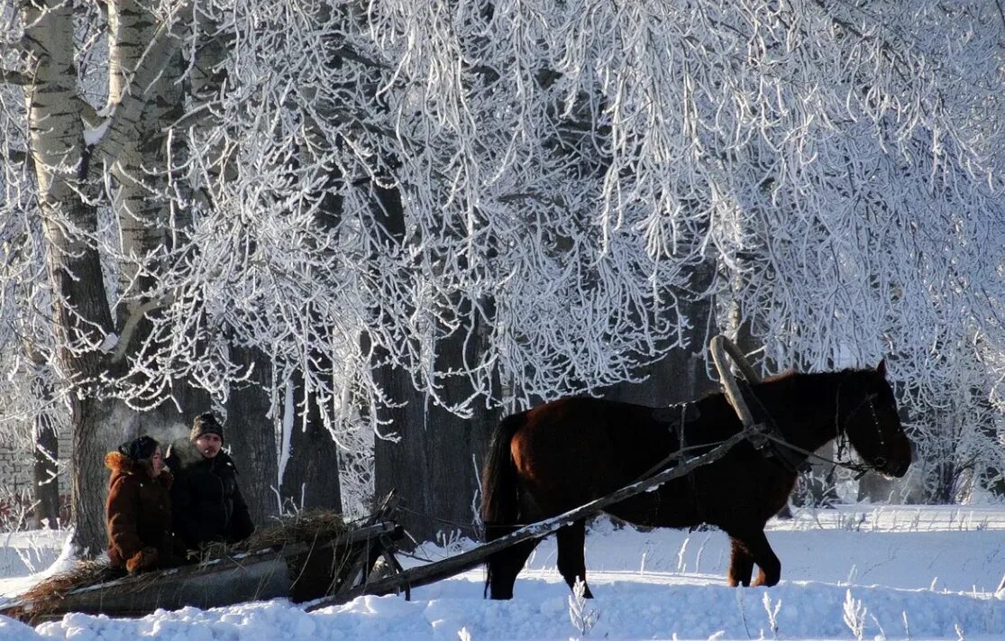 Звоны мерзлые. Лошадь в зимнем лесу. Лошади зимой в лесу. Лошадь с санями зимой. Конь лес зима.