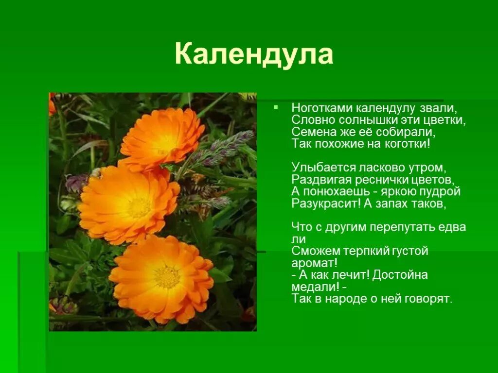 Проект растения нашего края окружающий мир Растения родного края волгоград