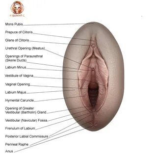 Slideshow principal vagina.