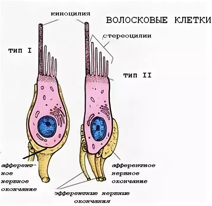 Волосковые клетки внутреннего уха функции. Наружные волосковые клетки гистология. Строение уха волосковые клетки. Волосковая клетка внутреннего уха строение. Чувствительные клетки внутреннего уха