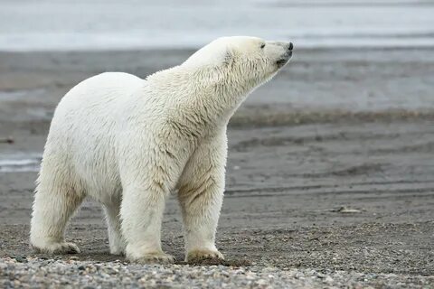 Polar bear bore