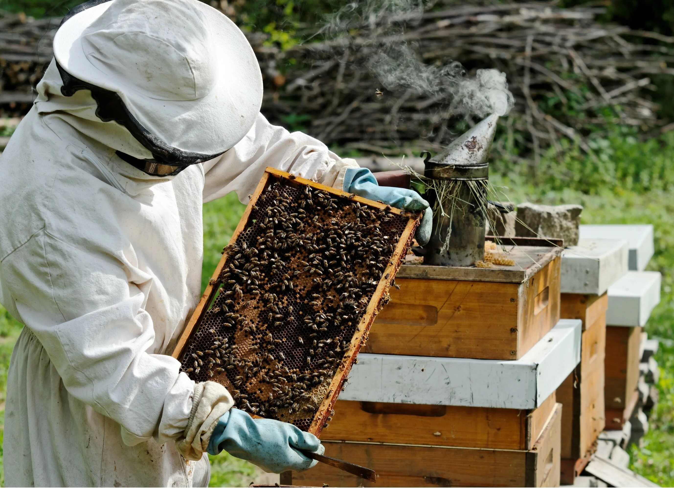 Что делает пчеловод. Пчеловодство. Сбор меда на пасеке. Пчеловодство фото. Пасека фото.