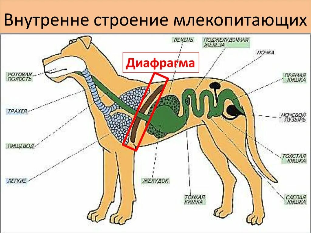 Класс млекопитающие внешнее и внутреннее строение. Внешнее строение млекопитающих 7 класс биология. Класс млекопитающие строение. Строение млекопитающих 7 класс. Внутренне строение млекопитающих.