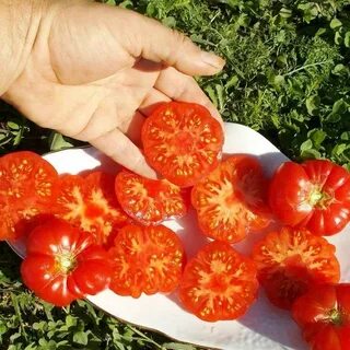 Томат каменный ручей
