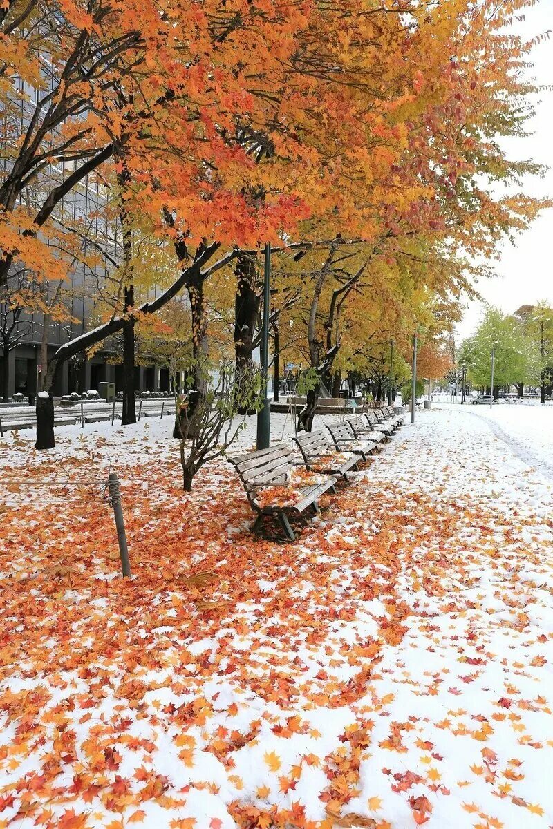 Осенью 2019 года. Осень снег. Первый снег. Ноябрь природа. Поздняя осень.
