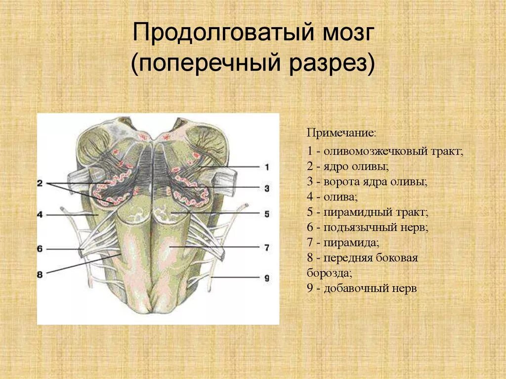 Каким номером на рисунке обозначен продолговатый мозг. Ядро оливы продолговатого мозга. Продолговатый мозг анатомия строение. Продолговатый мозг горизонтальный разрез на уровне оливы. Ядра продолговатого мозга анатомия.