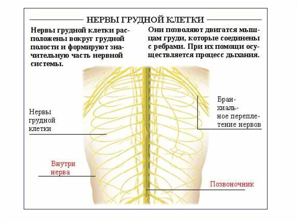Между 6 и 7 ребром. Нервная система грудной клетки анатомия. Нервы грудной клетки. Нервы грудной клетки анатомия. Нервы грудины.