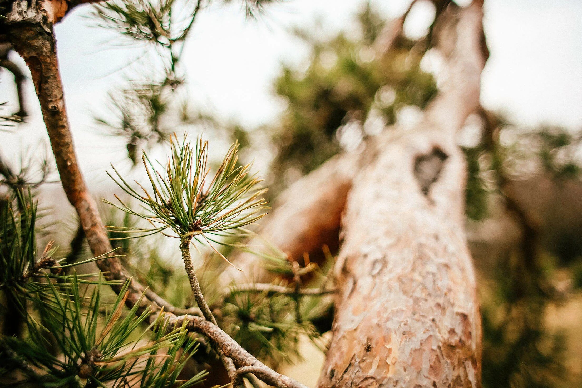 Сосна обыкновенная крупномер. Сосна шиповатая (Pinus muricata). Сосна Алеппская. Сосна Ламберта. Лапка сосны
