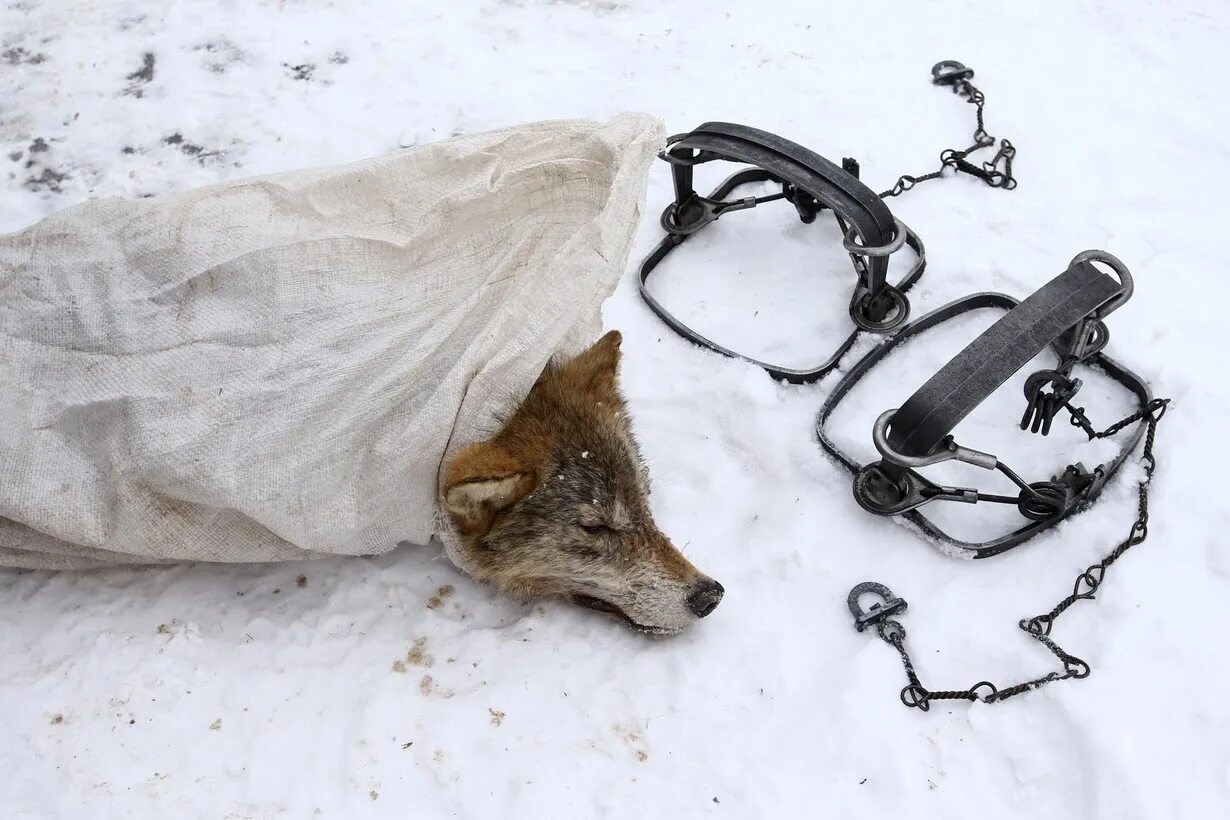 Поймайте животное с помощью