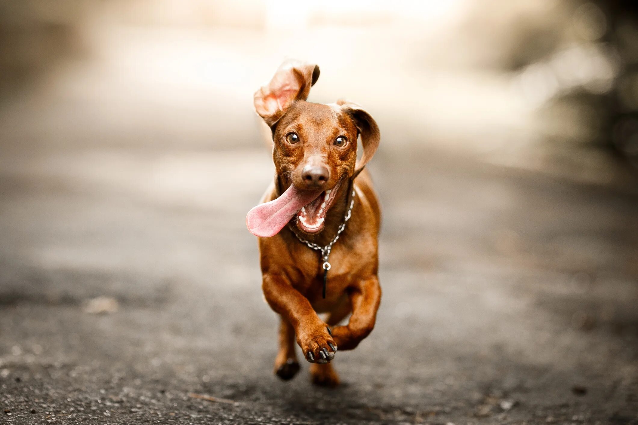 Конец с собакой. Собака улыбается. Excited dog. Удивленная собака. Собака с языком.