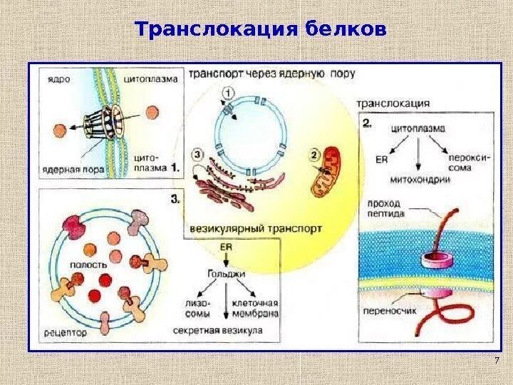 Белковый транспорт. Транслокация белков. Транспорт через ядерные поры. Транспорт через ядерную оболочку. Транспорт веществ из бактериальной клетки.