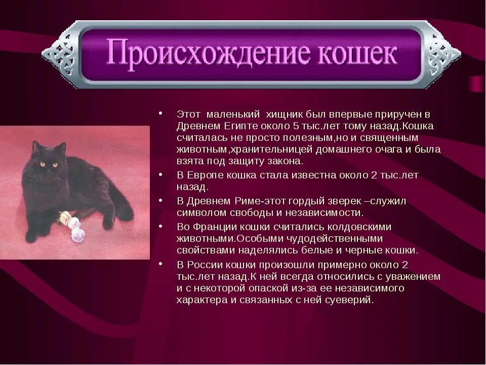 Кем является кот