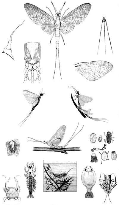 Отряд подёнки - Ephemeroptera. Отряд поденки Крылья. Личинки поденок (Ephemeroptera). Поденка.
