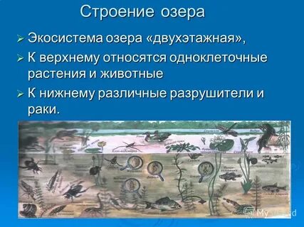 Экосистема озера