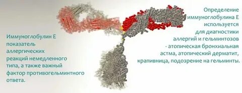 Общий иммуноглобулин это