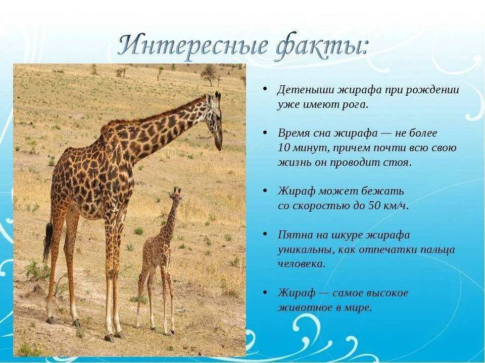 Почему стихотворение названо жираф. Интересные факты о жирафе. Факты о жирафах. Интересные факты о жирах. Интересное о жирафе для детей.