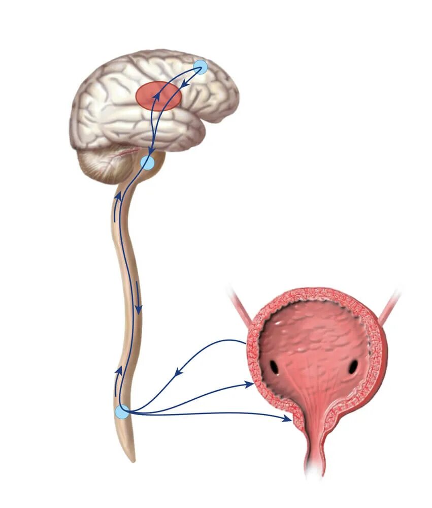 Рефлекс мочеиспускания физиология. Мочевой пузырь физиология. Мочевой пузырь и мозг. Мочеотделение физиология. Рефлекторный мочевой