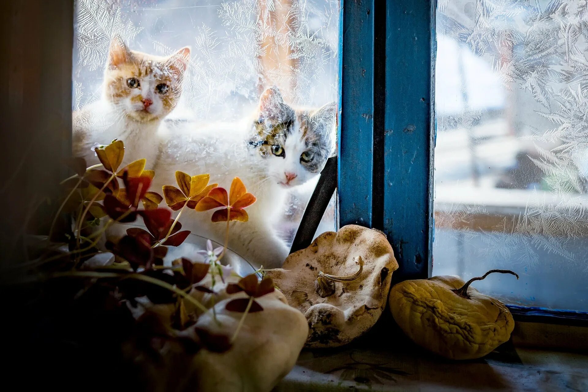 Кошка на окне. Зима за окном. Уютный котик. Кошки на окошке