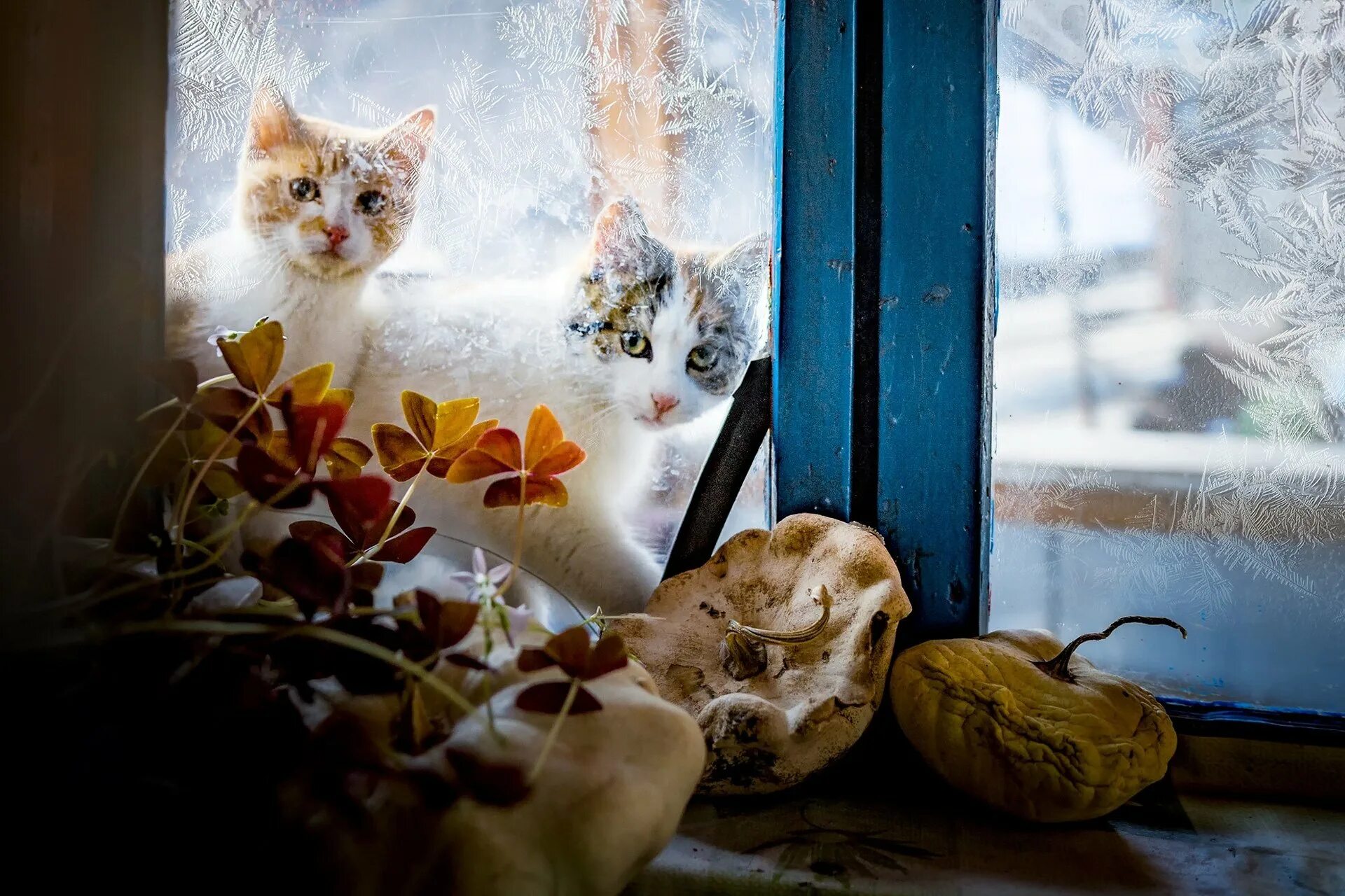 Стучит подоконник. Кошка на окне. Кошки на окошке. Уютный котик. Зимнее окно.