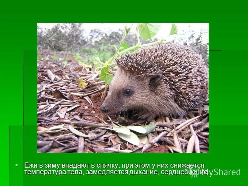 Ушастый ёж в спячке. Ежи в спячке. Ежик в спячке. Осенний ёжик. Ежик зимой впадает.