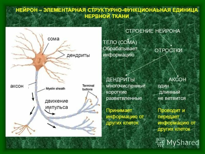 Короткий и сильно ветвится. Строение нейрона человека. Строение нейрона. Отростки. Дендрит. Нейроны аксоны дендриты. Схема строения нейрона.