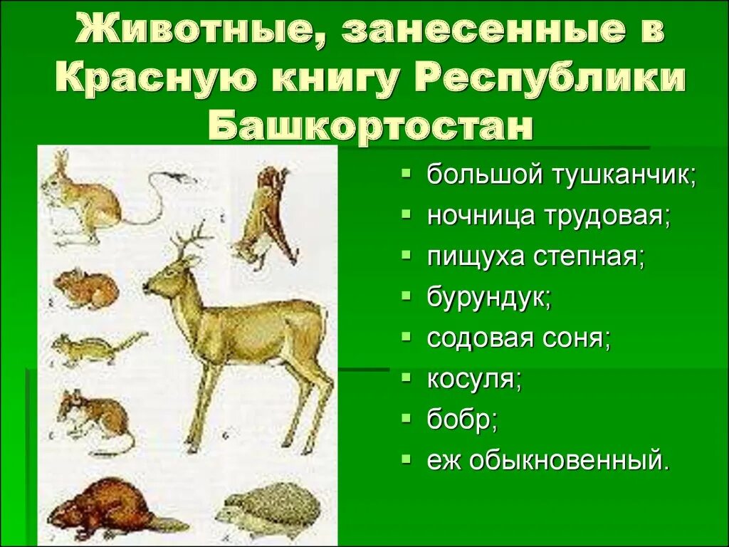 Растения и животные из красной книги Башкортостана. Животные РБ занесенные в красную книгу Башкортостана. Животные Башкирии в красной книге. Растения и животные внесены в красную книгу Башкортостана. Какие животные красной книги обитают в башкортостане