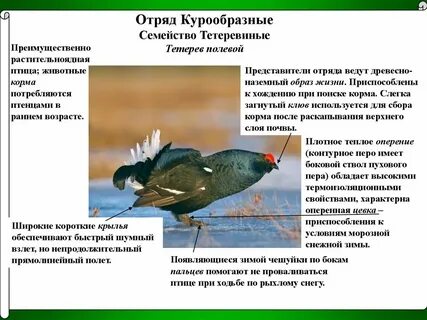 Приспособление внешнего строения птиц