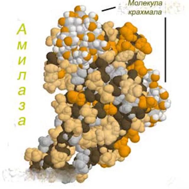 Фермент альфа амилаза. Альфа амилаза фермент. Фермент амилаза в слюне. Фермент амилаза мoлекулы. Амилаза слюны формула.