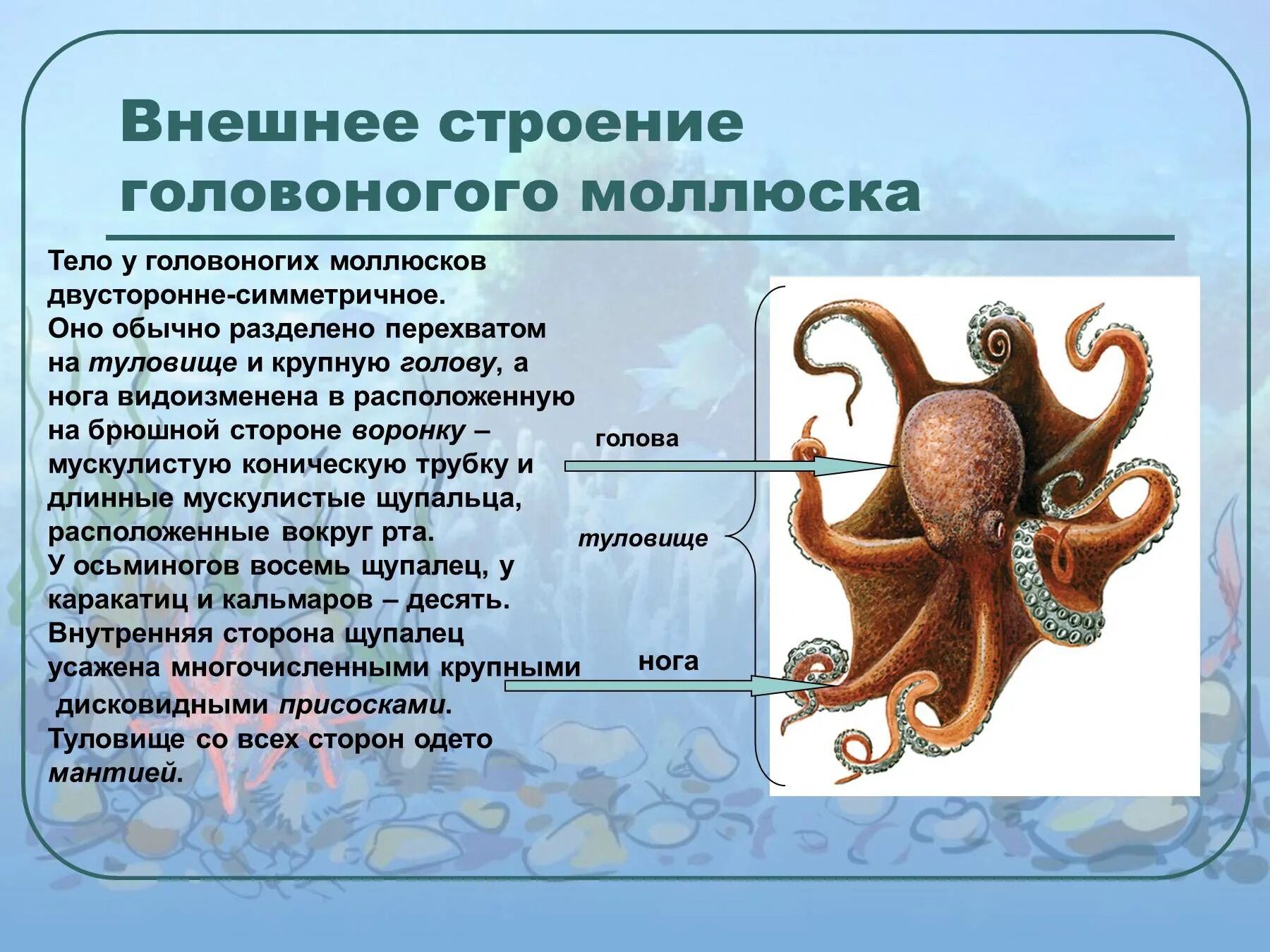 Тип симметрии осьминога