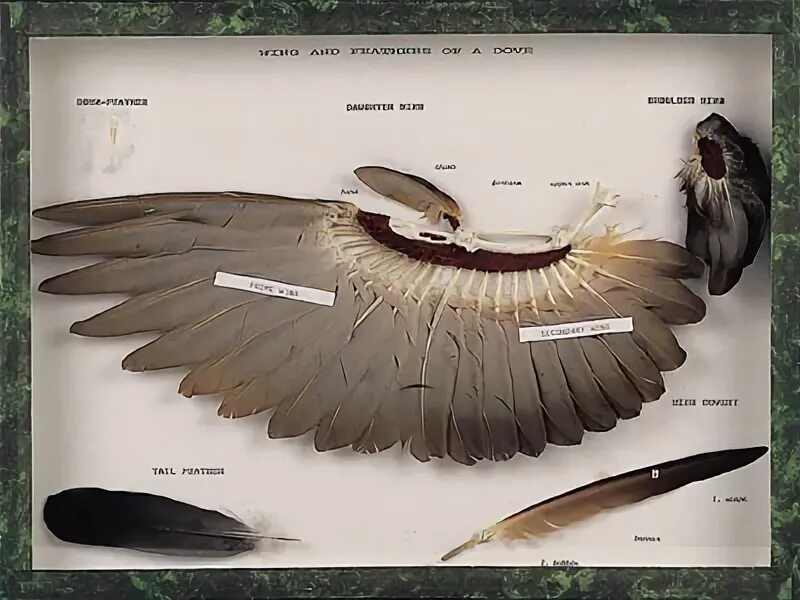 Типы крыльев у птиц. Анатомия крыла птицы. Строение крыла. Крыло птицы анатомия. Строение крыла птицы.