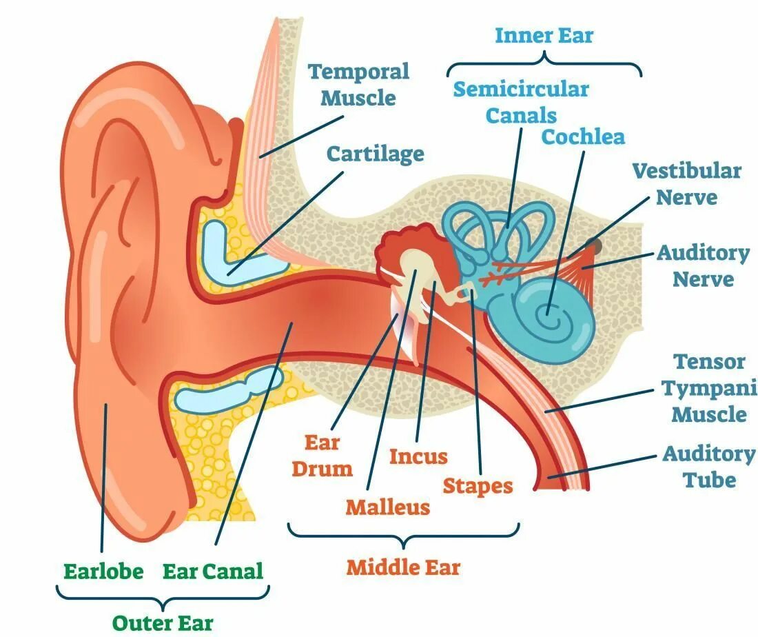 Ухо анатомия. Ушная раковина анатомия. Anatomy of уха. Inner Ear. Hear system