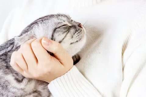 Женщина гладит кота